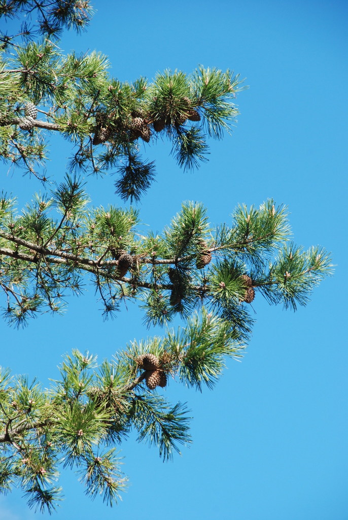 Branches with seed cones (Randolph County, NC)-Early Spring