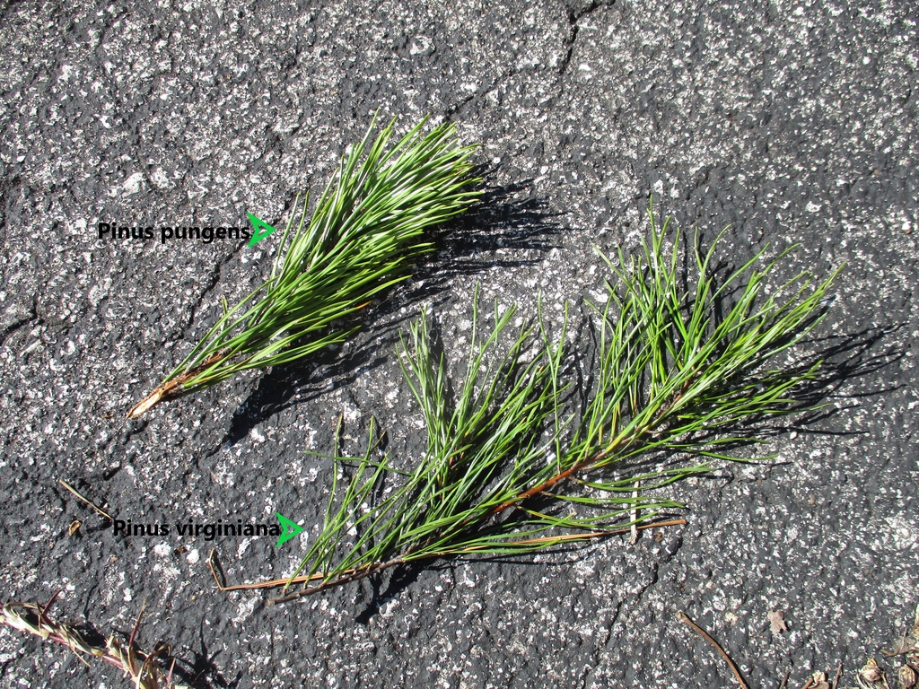 Two needles per bundle - comparison photo of Pinus virginiana