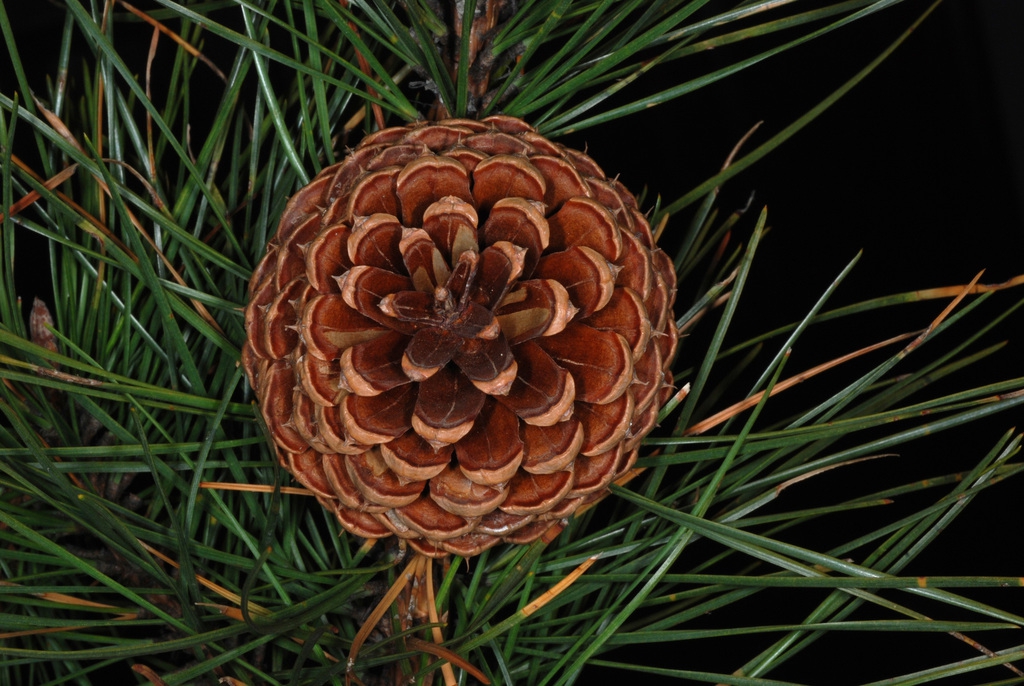 Top view of seed cones (Seneca County, NY)-Late Winter
