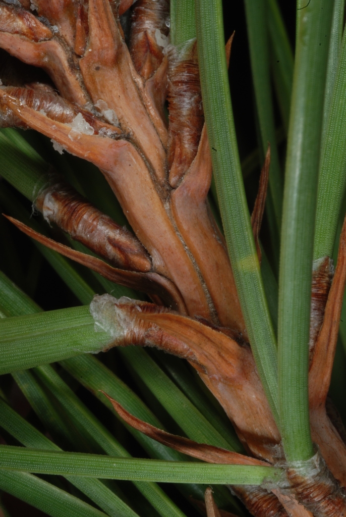 Stem and needle attachment (Seneca County, NY)-Late Winter