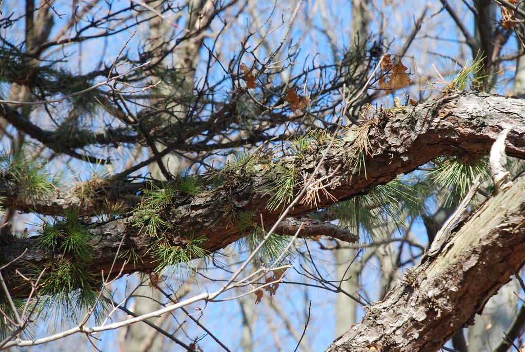 Needles growing from bark (Seneca County, NY)-Late Winter