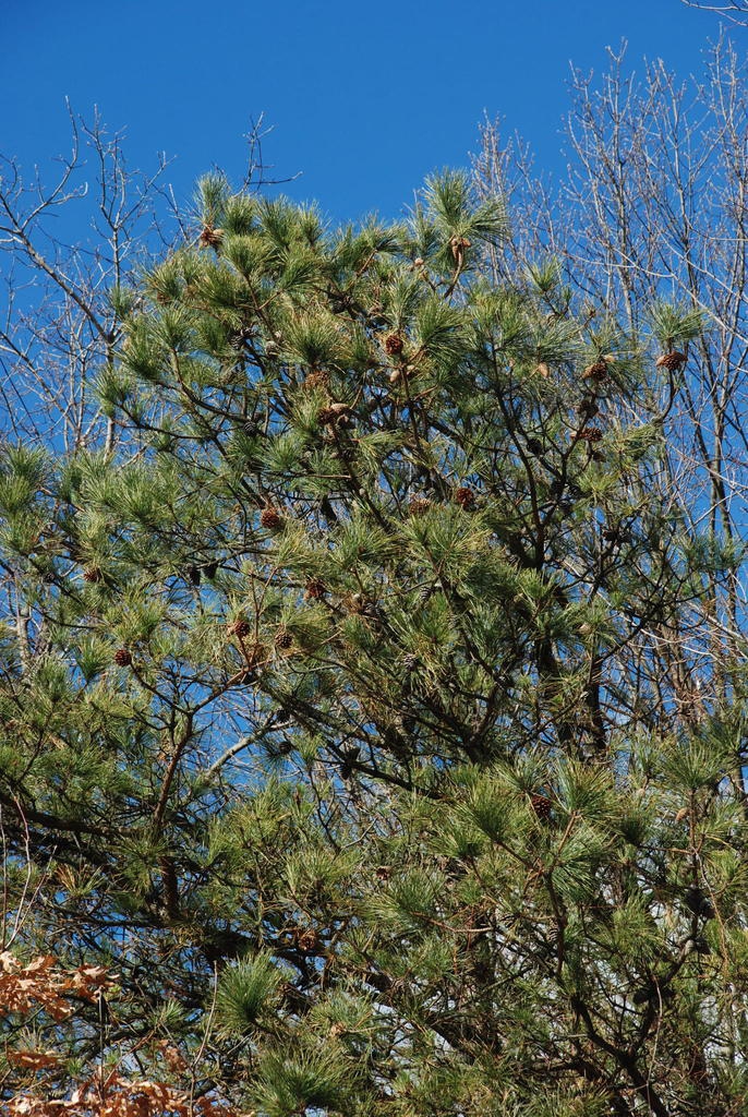 Branches with cones (Seneca County, NY)-Late Winter