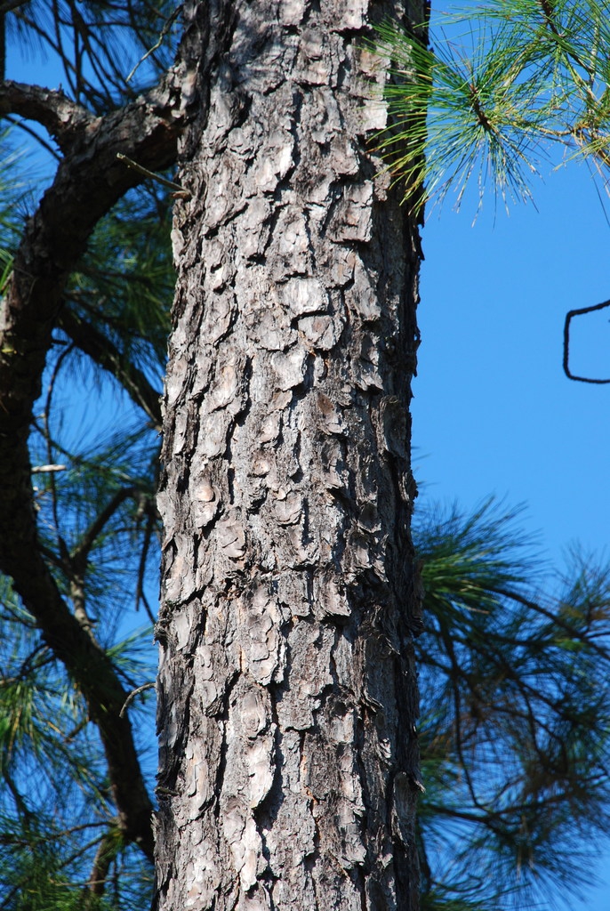 Tree trunk (Colleton County, SC)-Mid Fall