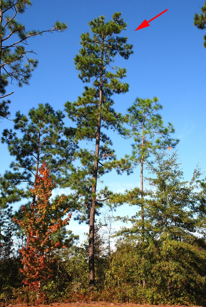 Tree form (Colleton County, SC)-Mid Fall