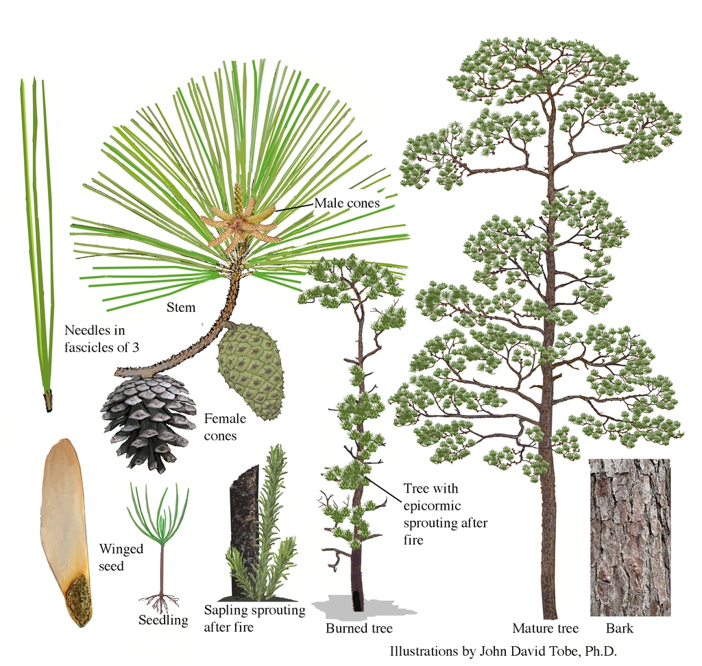 Color illustrations of the technical details of this species.