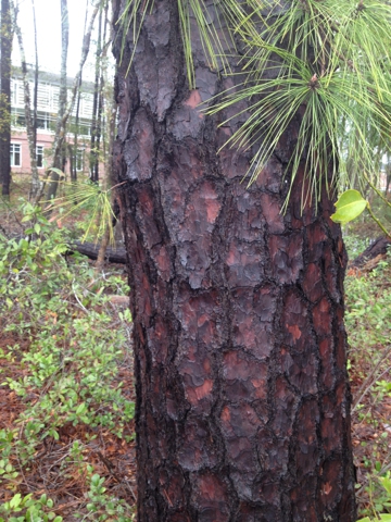 Bark