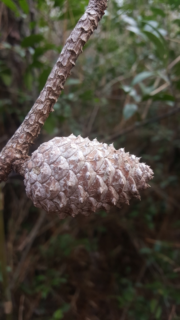 Cone