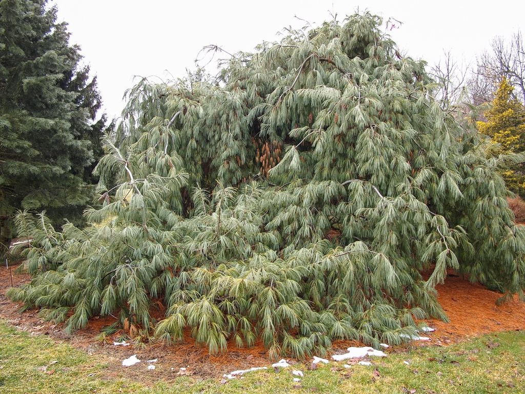 Pinus strobus 'Pendula'