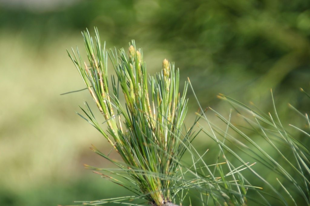 Pinus strobus 'Pendula'