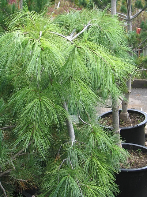 Pinus strobus 'Pendula'