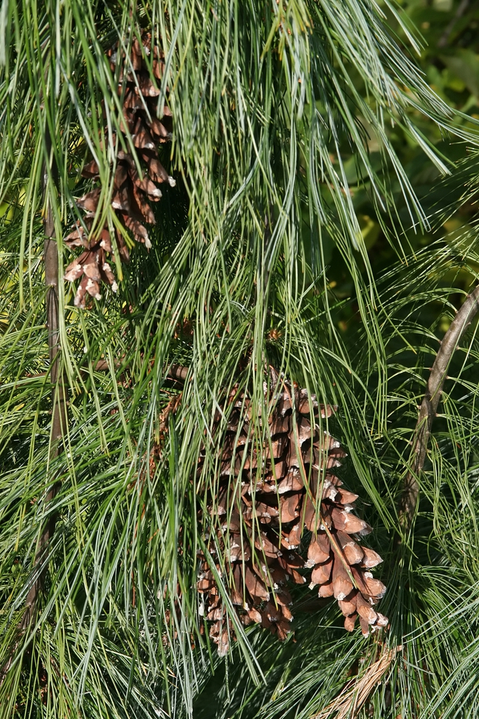 Pinus strobus 'Pendula'