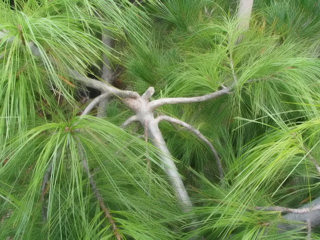 Pinus strobus 'Pendula'