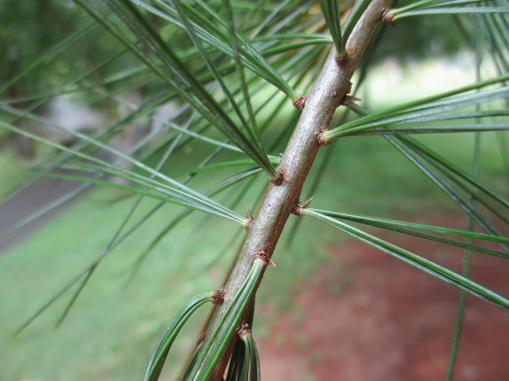 Close up of stem and fascicles