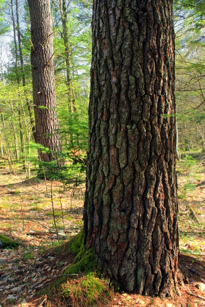 Pinus strobus
