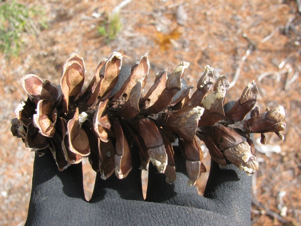 Pinus strobus