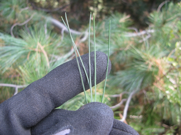 Pinus strobus