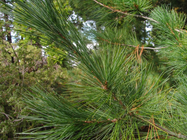 Pinus strobus