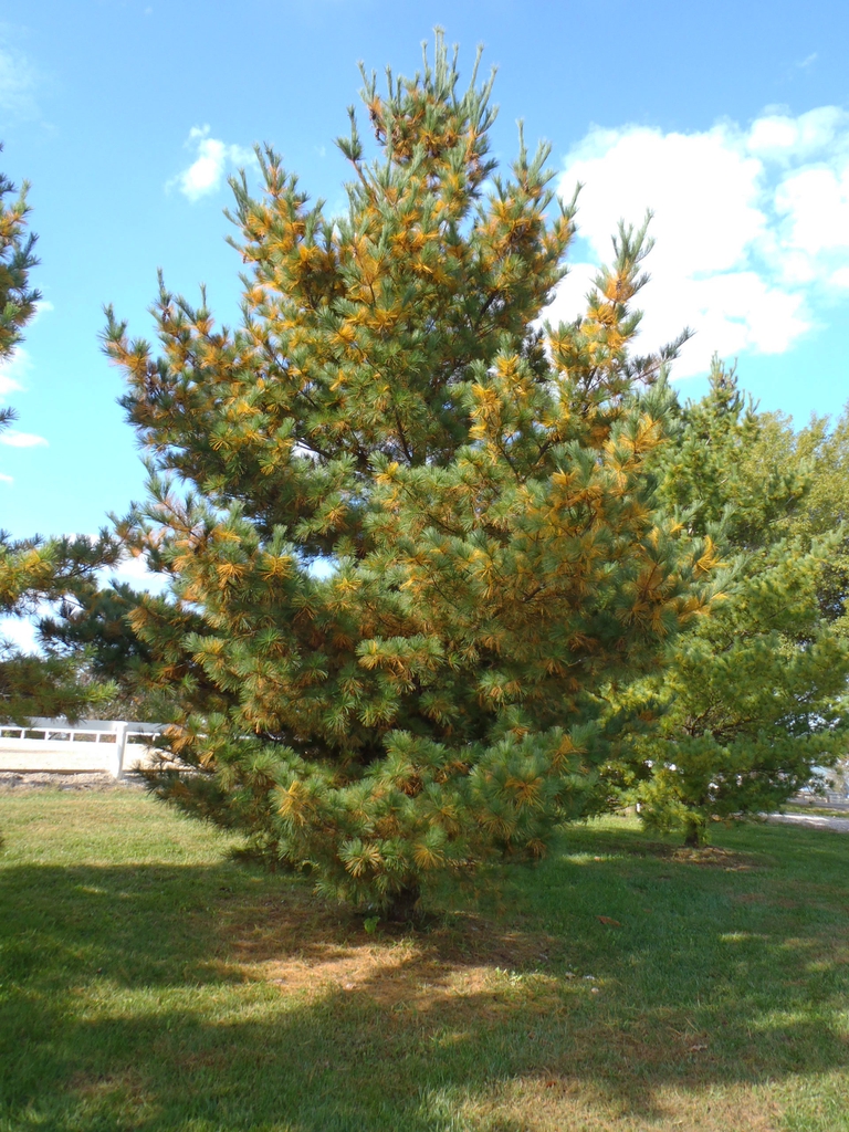 Pinus strobus Form