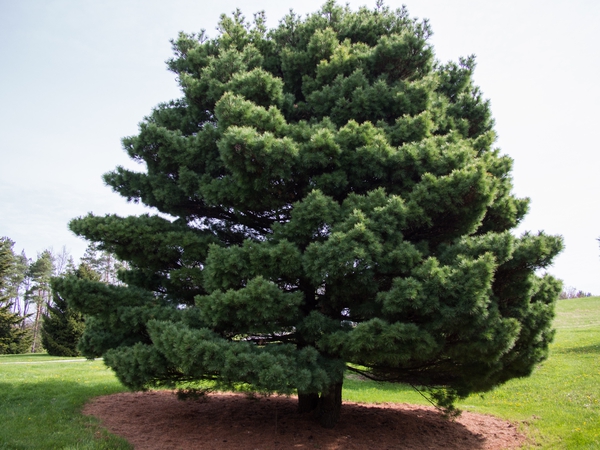 Pinus strobus
