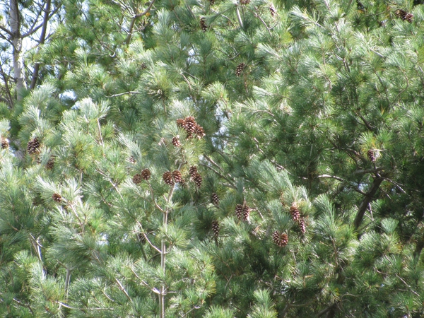 Pinus strobus