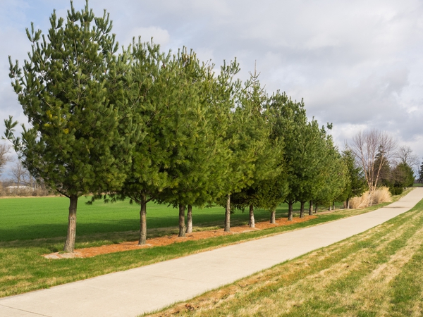 Pinus strobus