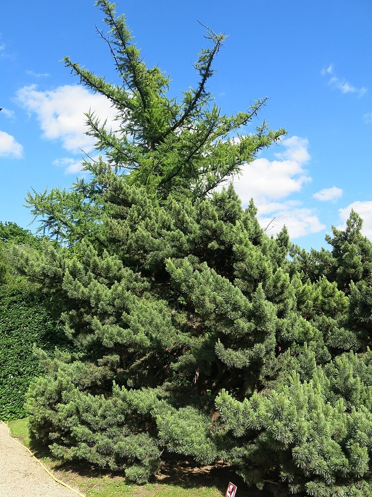 Form of the cultivar 'Watereri'