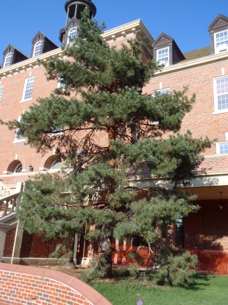 Pinus sylvestris