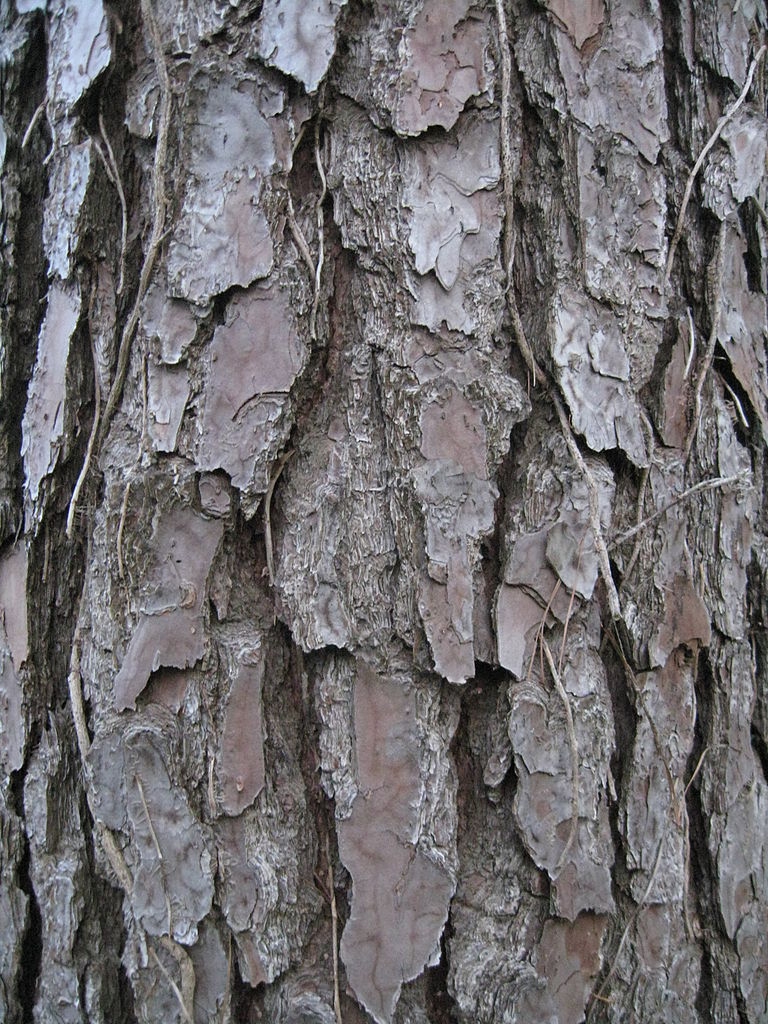 Mature bark