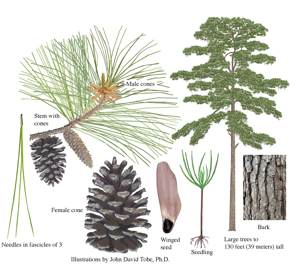 Color illustrations of the technical details of this species.