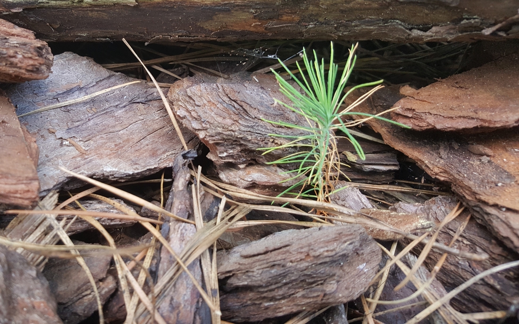 Seedling