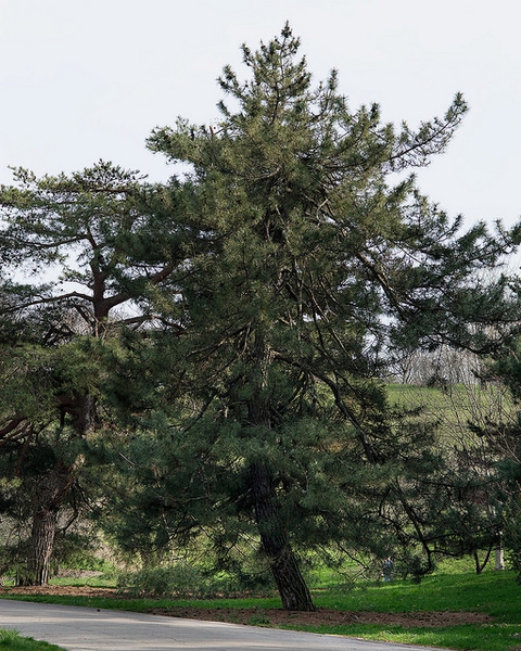 Pinus thunbergii