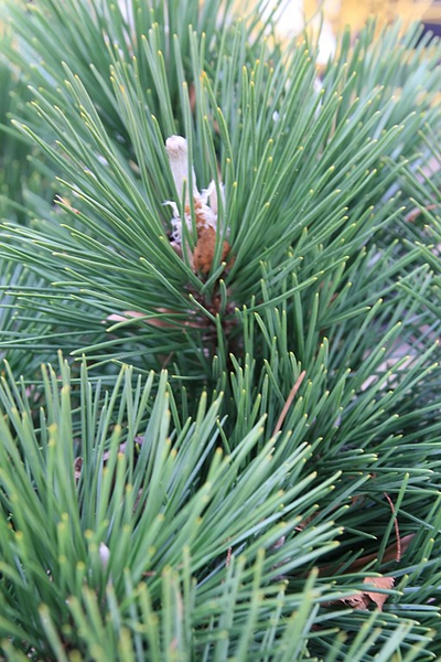 Pinus thunbergii 'Thunderhead'