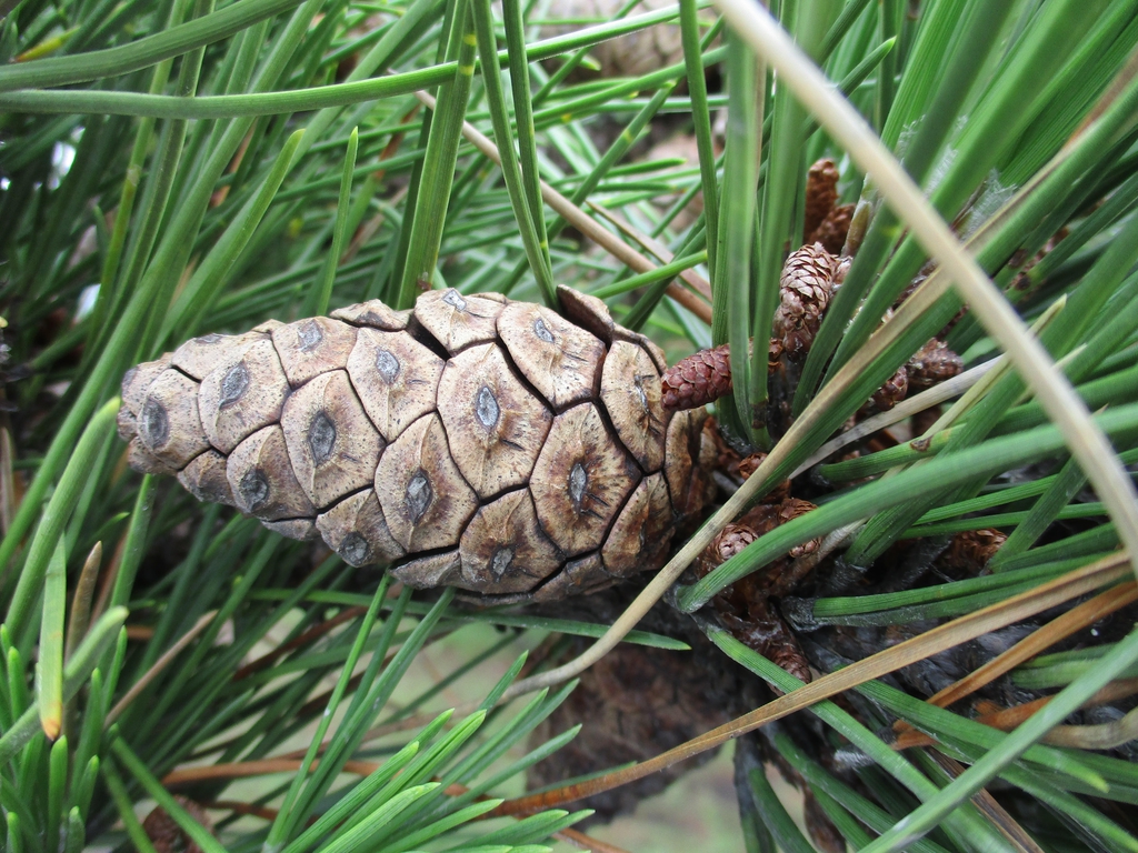 Unopened cone