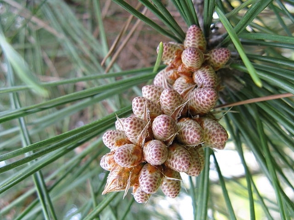 Pinus thunbergii