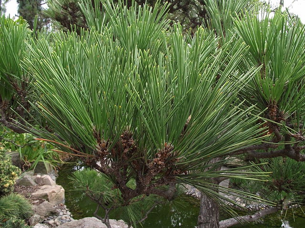Pinus thunbergii
