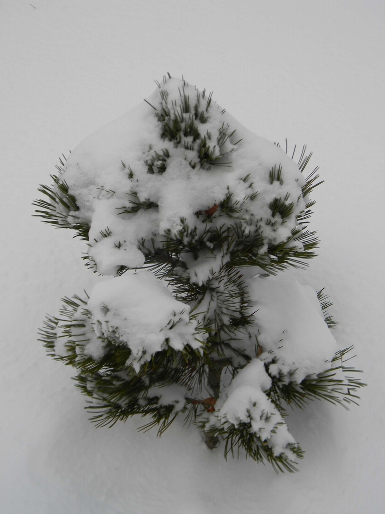 Pinus thunbergii