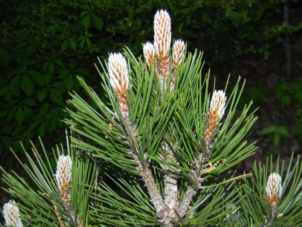 Pinus thunbergii
