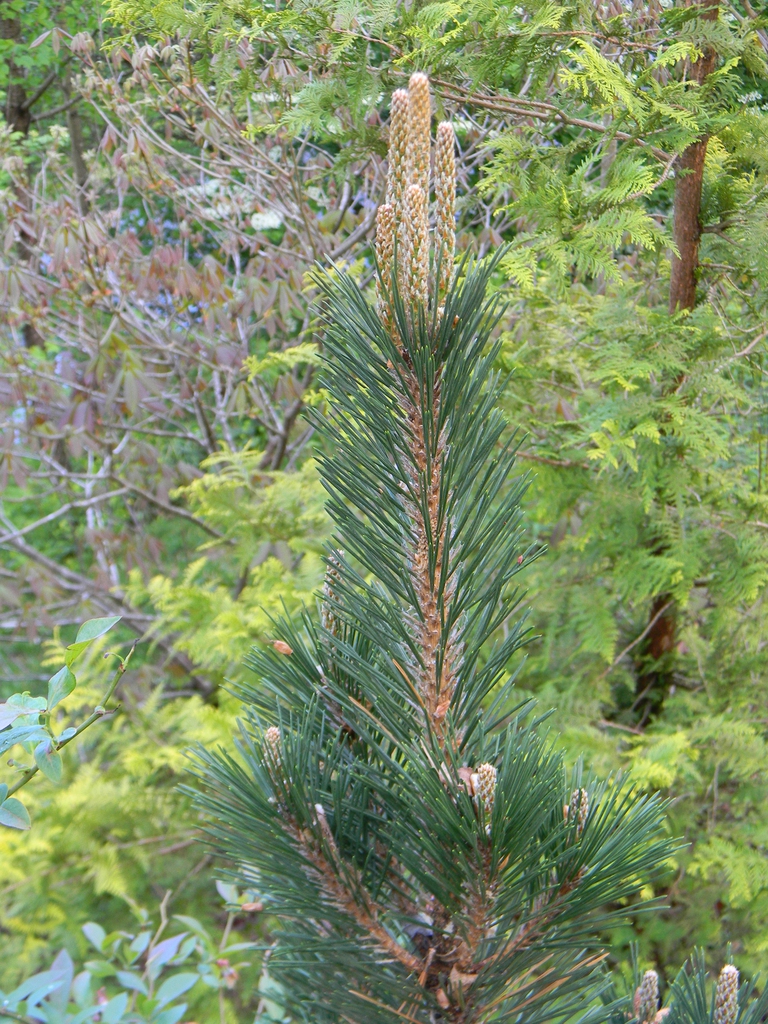 Pinus thunbergii