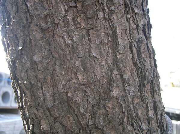 Pinus thunbergii