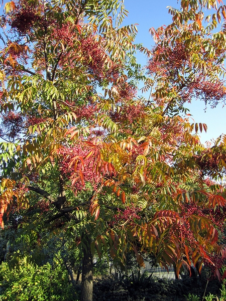 sparsely branched tree with pinnate leaves turning red