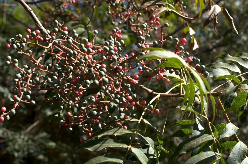 Shoot with clusters of drupes turning from green to red.