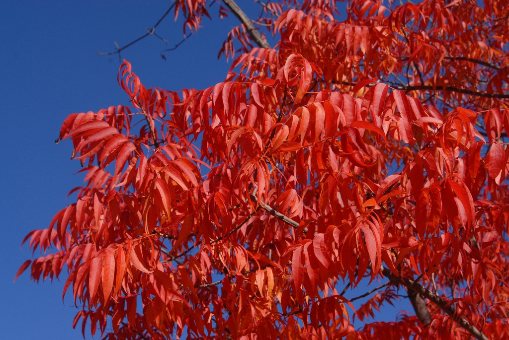 Red foliage against a deep blue sky.
