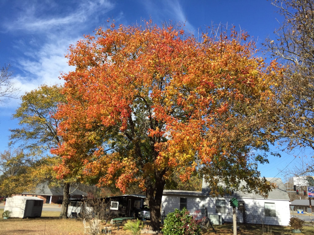 Small tree with rounded crown. Foliage is turning red