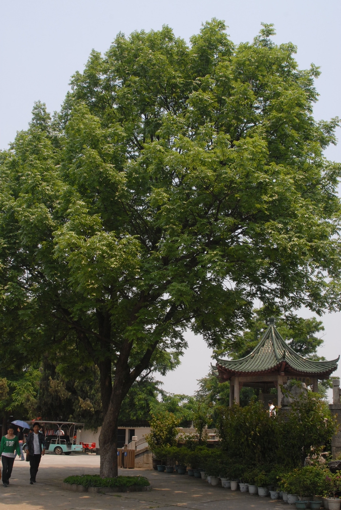 Large tree with dense crown shading a sidewalk.