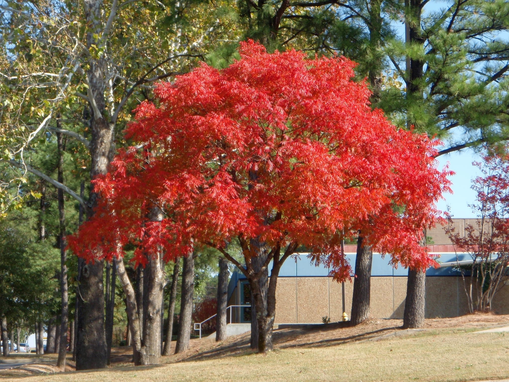 Small tree with rounded crown. Foliage is intense red.