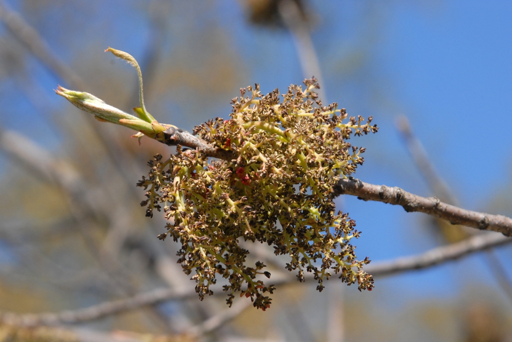 Catkins of staminate flowers erupting from bare limbs.