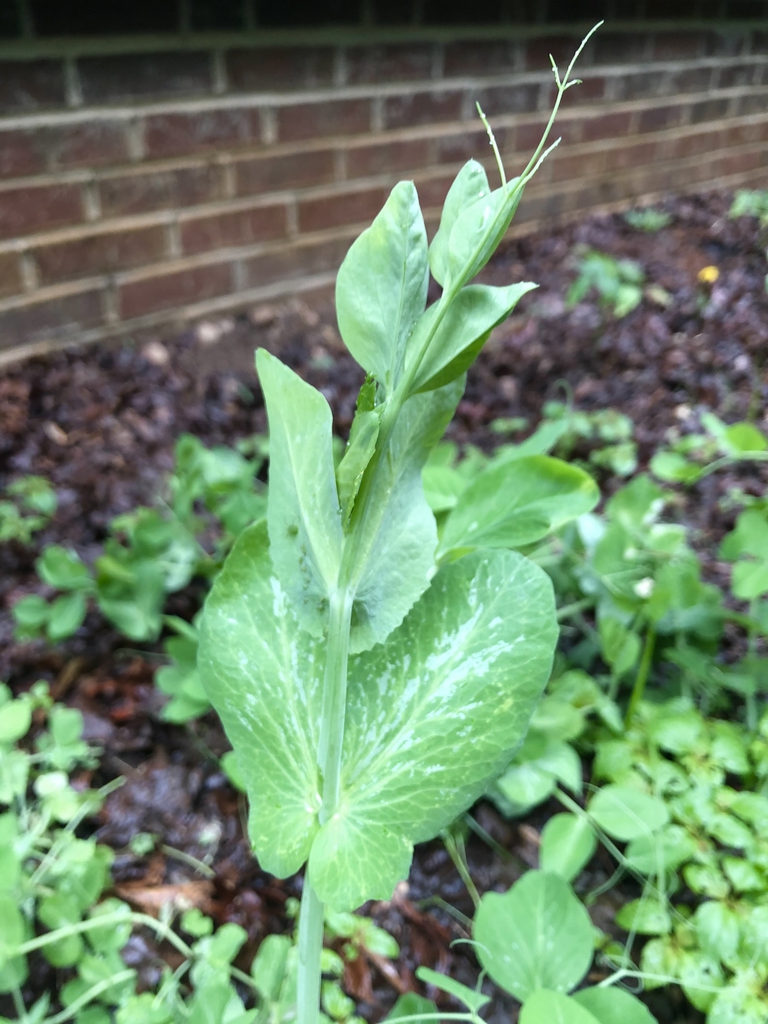 Stem