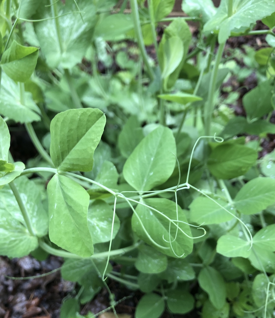Leaves