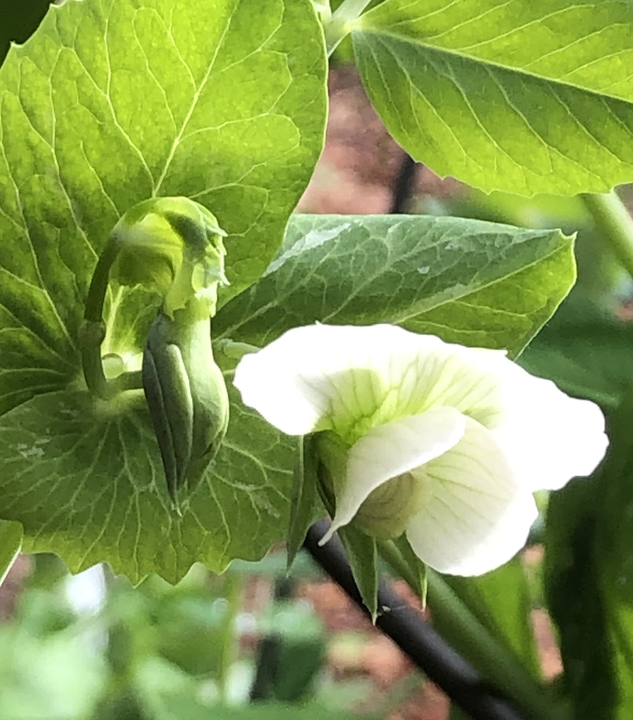 var. Saccharatum, blossom and leaves, Wake County, NC