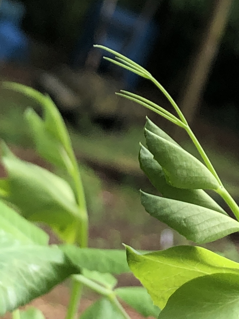 var. Saccharatum, tendril, Wake County, NC